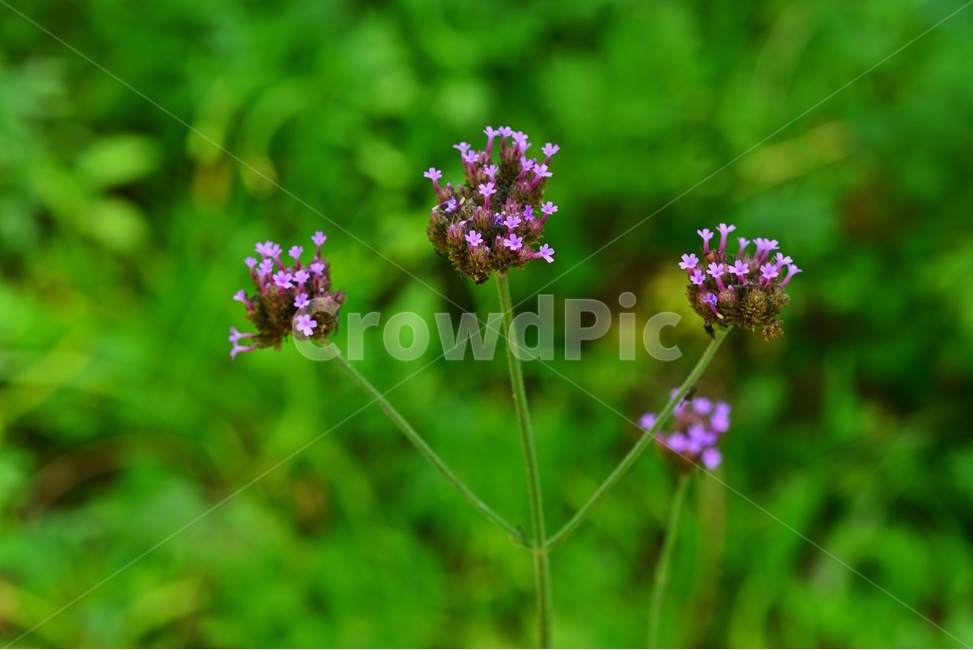 plant,식물,blossom,flower,꽃,버베나,버베나꽃,식물,자연,plants,nature