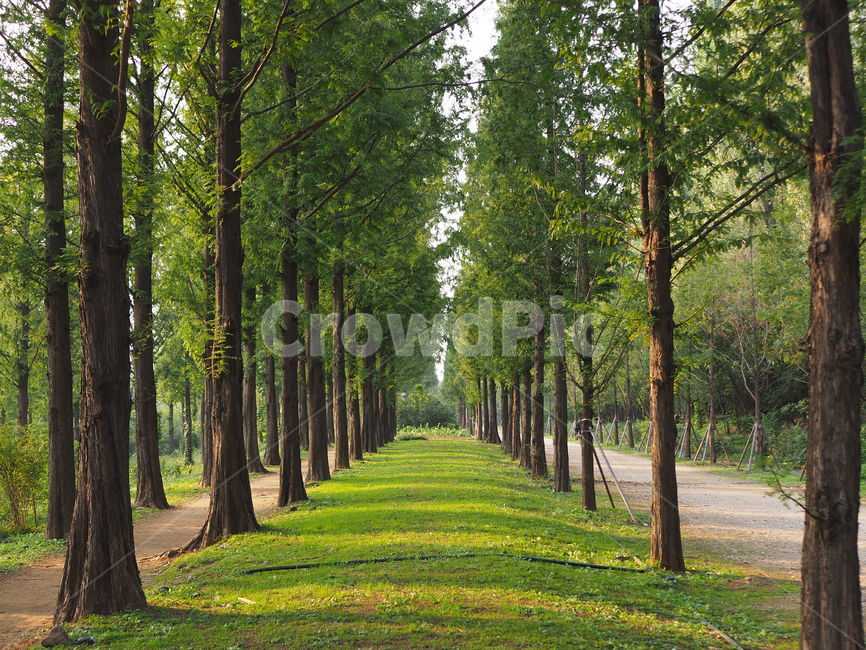 하늘공원,메타세콰이어길,숲길,가을풍경,서울공원,상암하늘공원,메타세콰이어,숲,tree,park,fall