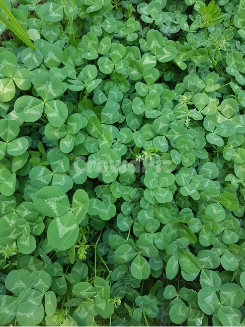 plant,식물,클로버,네잎클로버,잎,식물,자연,plants,nature