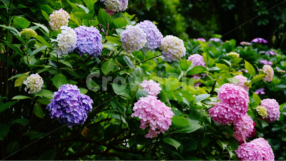 수국,산수국,꽃,꽃사진,태종대,식물,식물,자연,plants,nature,꽃,flower