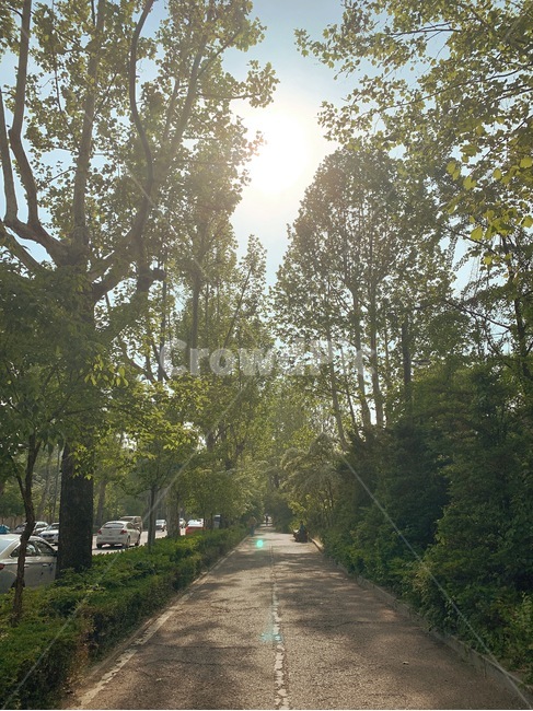 길,숲길,도로,산책길,산책,나무,풀