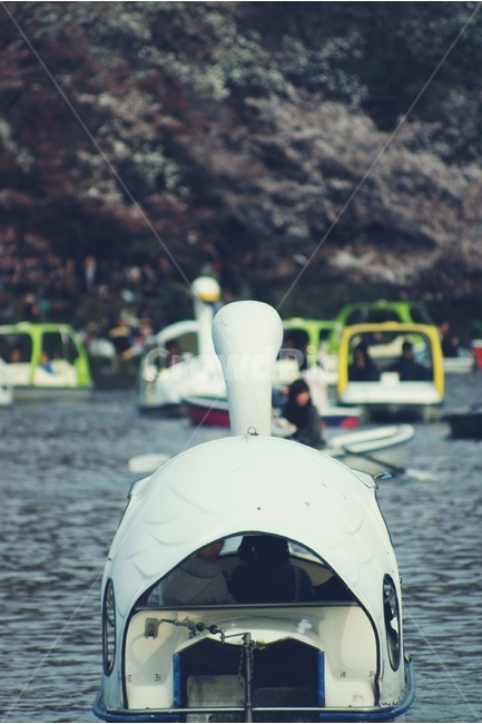 공원,park,오리배,오리,duck,호수,lake,휴일,놀이,나들이,주말