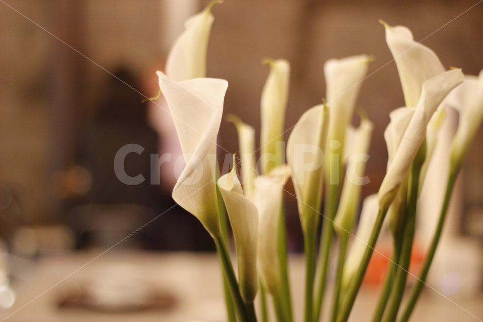 꽃,흰색,식물,인테리어,소품,봄,화분,flower,cafe,interior,spring,식물,자연,plants,nature,꽃,flower