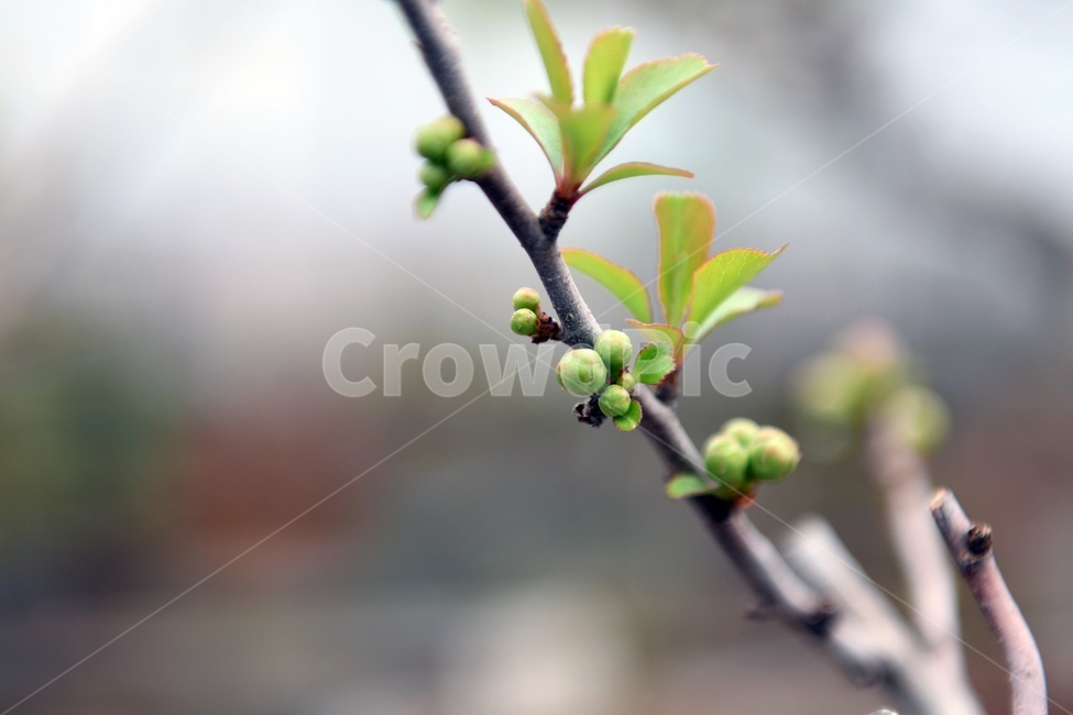식물,꽃,감성사진,자연,flower,꽃사진,봄,봄꽃,계절,감성,4월,spring,힐링,자연풍경,풍경,식물,자연,plants,nature