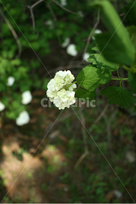 식물,flower,꽃,불두화,꽃송이,하얀꽃,식물,자연,plants,nature,꽃,flower
