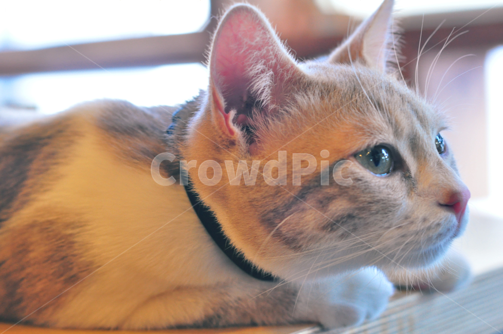 고양이,cat,고양이카페,귀여움,동물,동물,animal,포유류,mammal,고양이,cat,kitten,kitty