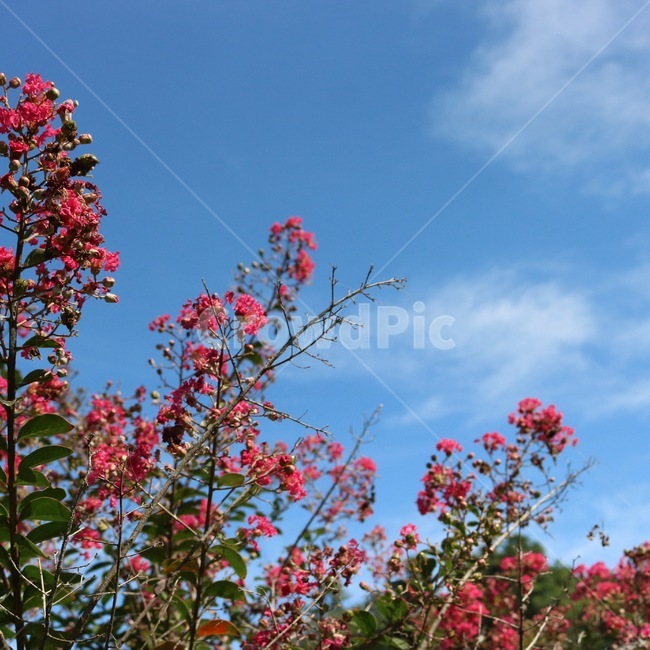 꽃,분홍,식물,하늘,자연,파랑,감성,flower,hana,pinku,pink,plants,shokubutsu,sky,sora,nature,blue,ao,구름,cloud,kumo,초록,green,midori,식물,자연,plants,nature,꽃,flower