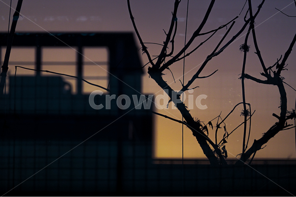 겨울,나무,노을,하늘,옥상,감성,식물,자연,plants,nature,나무,trees,wood,실루엣,그림자,silhouette,shadow