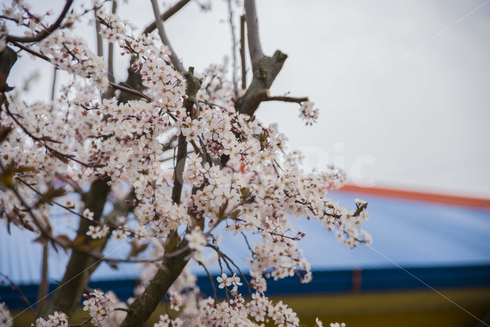 봄,봄꽃,풍경,꿀벌,시골,매화,식물,자연,plants,nature,봄,계절,spring,season,꽃,flower,plant