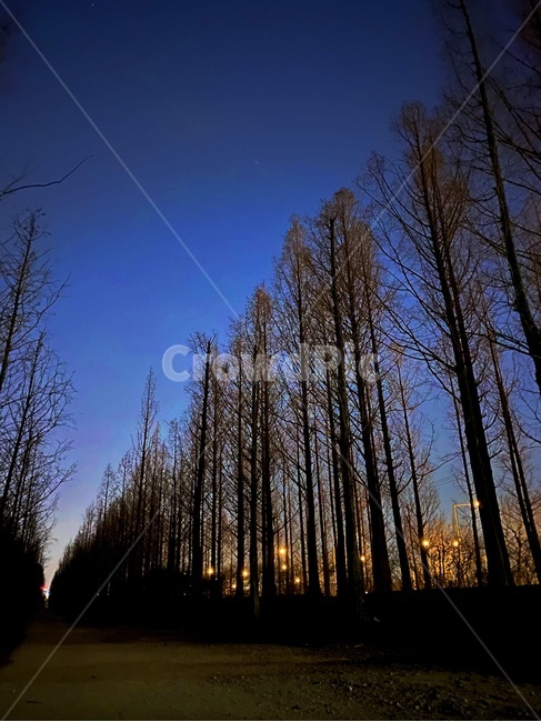 자연,nature,outdoor,옥외,한강,hanriver,나무,식물,tree,plant