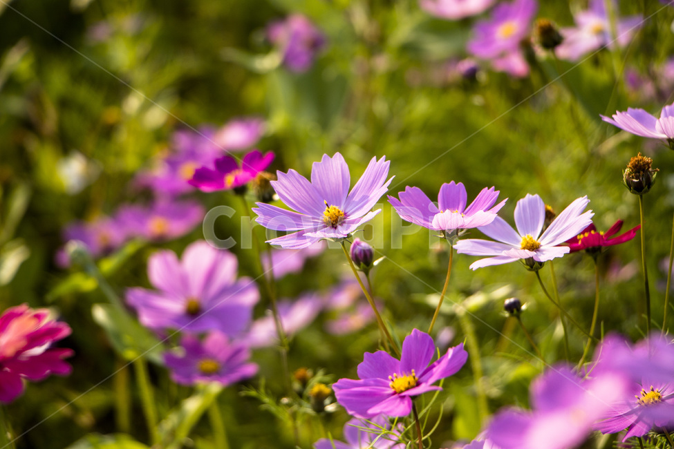 코스모스,가을,꽃,꽃밭,식물,가을,계절,fall,autumn,season,식물,자연,plants,nature,꽃,flower,geranium,제라늄,plant,blossom,petal,꽃잎