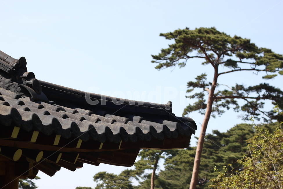 나무,기와,한국전통집,하늘,숲