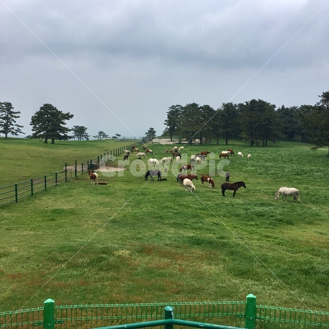 제주도,자연,말,초원,풍경,잔디
