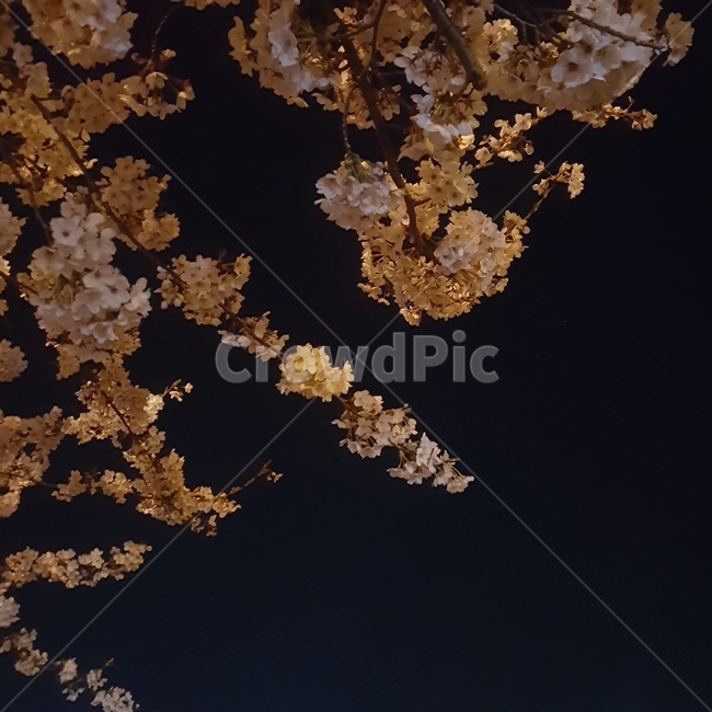 4월,봄,벚꽃,cherryblossoms,밤