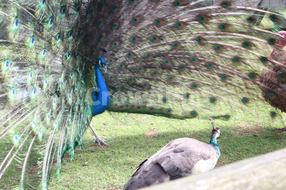 공작,peacock,새,bird,동물,animal,동물,animal,조류,새,birds
