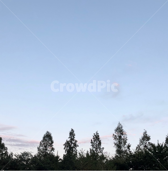 풍경,landscape,나무,tree,산,하늘,mountain,sky,소나무,pine,pinetree,조용,조용한,자연,nature,calm,감성사진,feeling,낮,여름,노을,sunset,afternoon,오후,자연,풍경,nature,landscape,plant,식물,fir,전나무