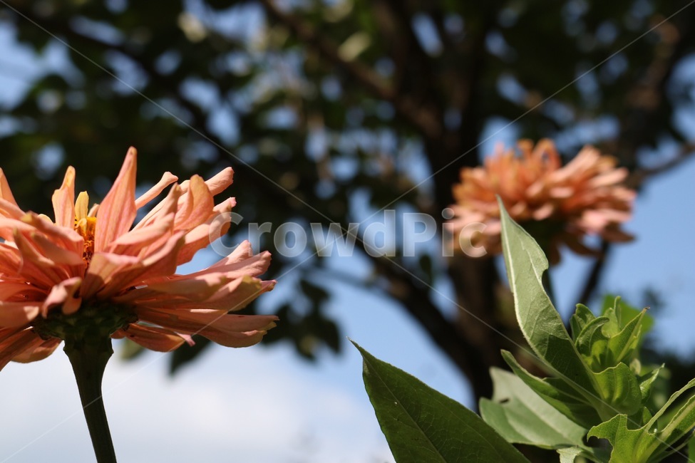 꽃,분홍,노랑,초록,식물,flower,hana,pink,pinku,yellow,kiiro,green,midori,plants,shokubutsu,햇빛,그림자,sunlight,hizashi,shadow,kage,하늘,자연,sky,sora,nature,나무,tree,ki,구름,cloud,kumo,식물,자연,plants,nature,꽃,flower