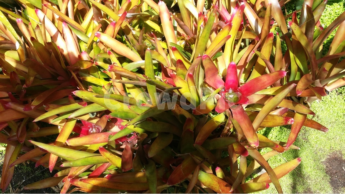 식물,정원,원예,공원,관광지,여행,여름,식물,자연,plants,nature