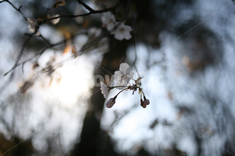 벚꽃,꽃,flower,cherryblossom,blossom,식물,나무