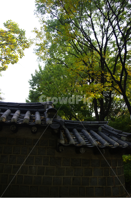 건축,전통건축,traditional,전통,기와지붕,나무,식물,plant,한국전통,한국문화,korean traditional,korean culture,건축물,건물외관,exterior,building,structure,architecture,construction