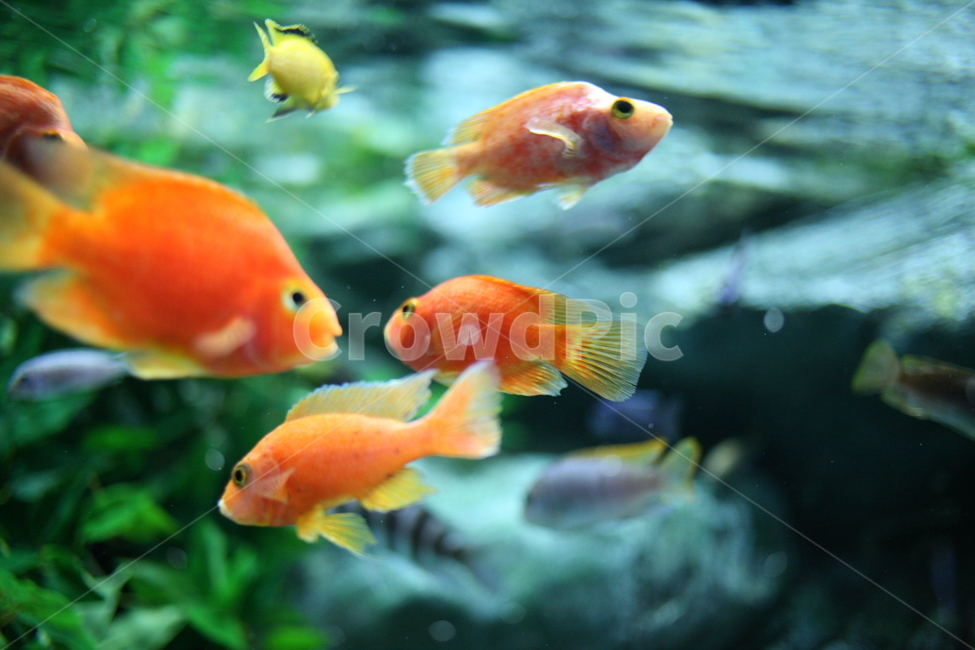 animal,동물,fish,물고기,수조