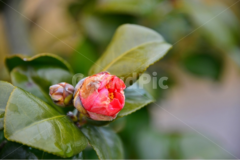 plant,식물,sprout,새싹,bud,싹,blossom,flower,꽃,동백,동백꽃,식물,자연,plants,nature,꽃,flower