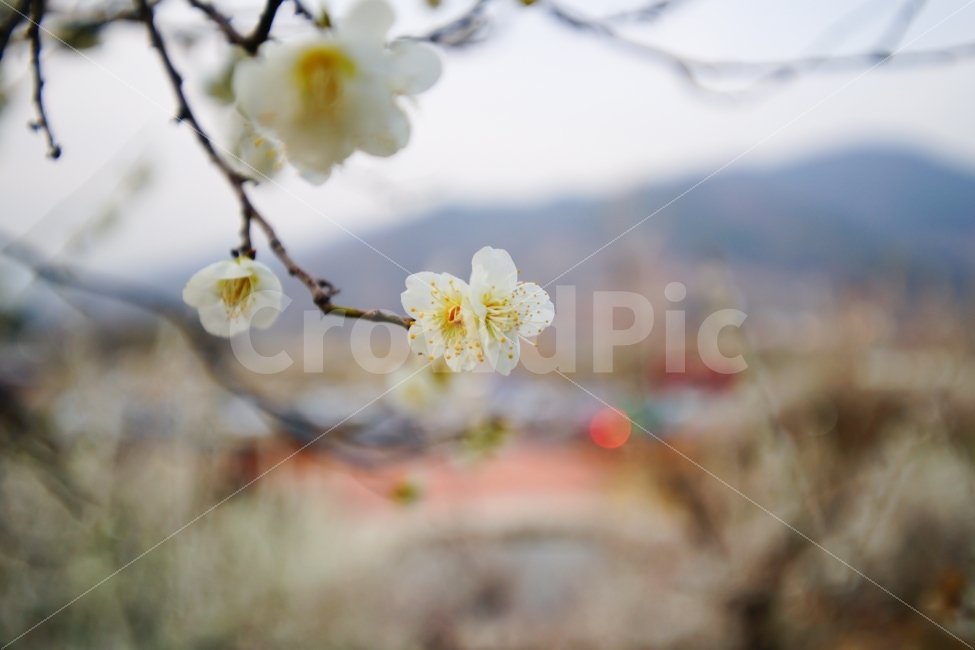 광양,매화마을,매화,꽃,다압리,청매실원,식물,자연,plants,nature,봄,계절,spring,season,꽃,flower,plant