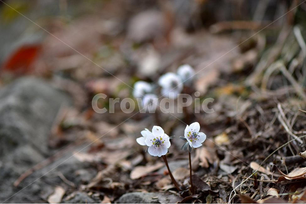 변산바람꽃,2018년,2월,야생화,꽃,생태,식물,자연,들꽃,산꽃,봄,감성,힐링,플라워,계절,시즌,wild,Flower,plants,nature,spring,season,배경,나무,목본,풀,초본,미나리아재비과,너도바람꽃속,flower,생태사진,봄꽃,거제도,봄,계절,spring,season,식물,자연,plants,nature,꽃,flower,plant