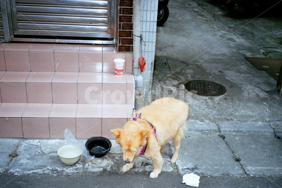 강아지,개,대만강아지,대만,타이페이,대만필름,동물,animal,포유류,mammal,개,강아지,dog,doggy
