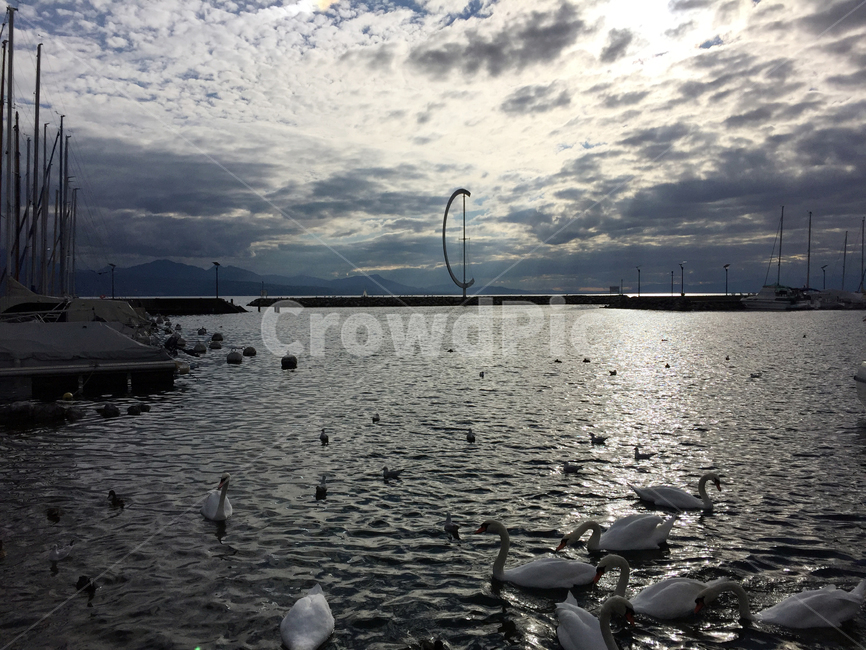 제네바,제네바호수,스위스제네바,geneva,lemanlake,switzerland,호수,오리,백조,자연,풍경,스위스