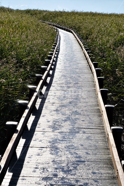 가을,갈대,자연,식물,하늘,감성,풍경,nature,fall,autumn,sky,길,빛,자연,풍경,nature,landscape,handrail,난간,banister,railing