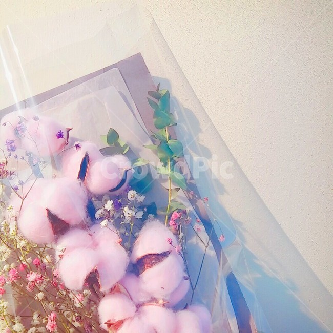 꽃,꽃다발,졸업,목화,분홍,감성,pink,축하해,flower,선물,고백,프로포즈,기념일