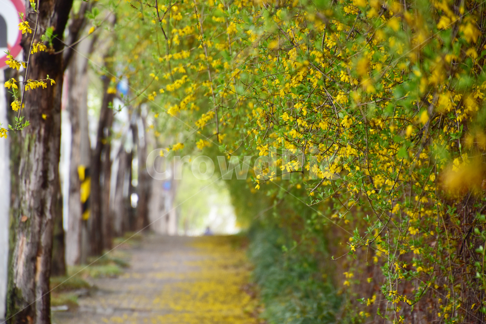 배경,아름다운,길,개나리,봄,노란,background,beautiful,way,forsythia,spring,yellow,봄,계절,spring,season,식물,자연,plants,nature,꽃,flower