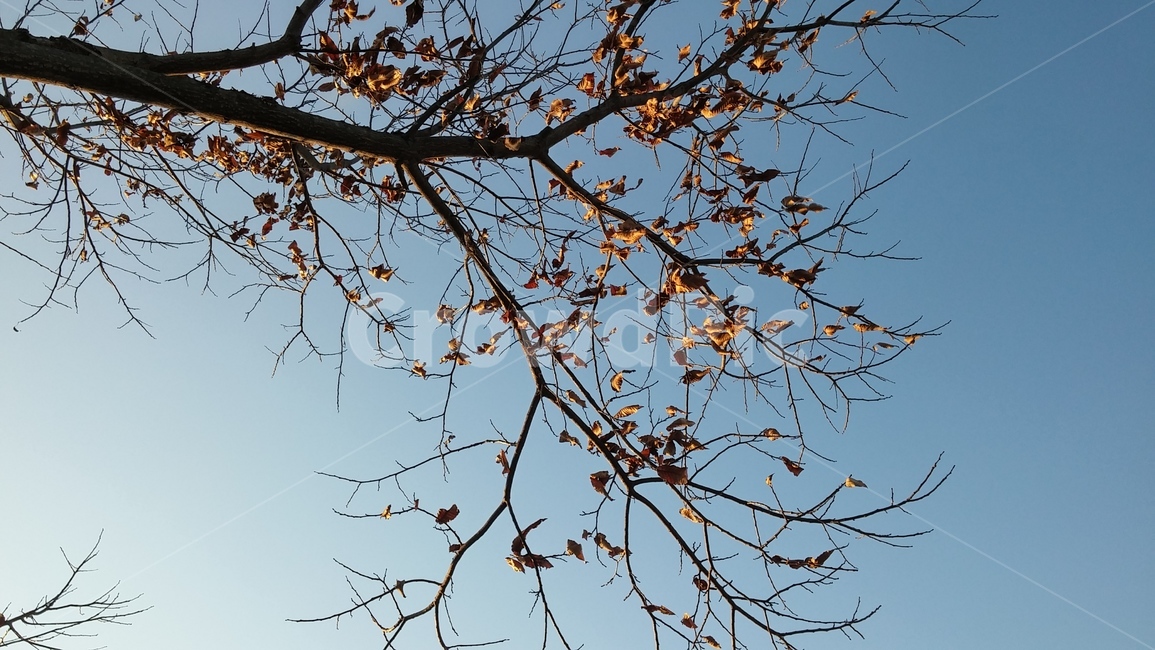 가을,나뭇가지,나무,낙엽,하늘,가을하늘,fall,tree,sky,가을,계절,fall,autumn,season,식물,자연,plants,nature,나무,trees,wood,plant