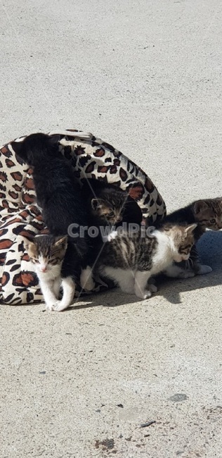고양이,cat,야옹이,나비,냥이,동물,animal,포유류,mammal,고양이,cat,kitten,kitty