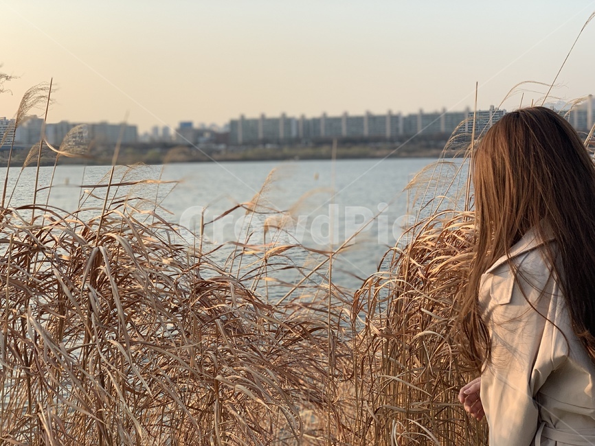 가을,힐링,한강,노을,갈대,가을,계절,fall,autumn,season,사람,인물,인간,human,person,여성,여자,woman,female,lady,고독함,외로움,쓸쓸함,우울함,슬픔,lonely,solitary,grass,잔디,plant,식물