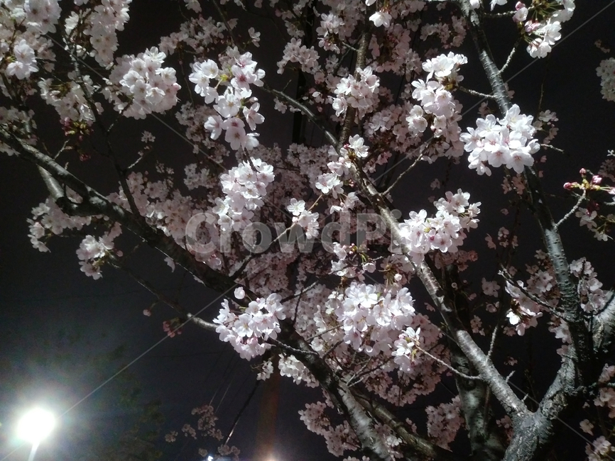 벚꽃,봄,야경,어둠,불빛,light,dark,spring,flower,night,view