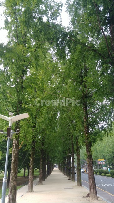 가로수,길,나무,산책,산책로,초록,풀,학교