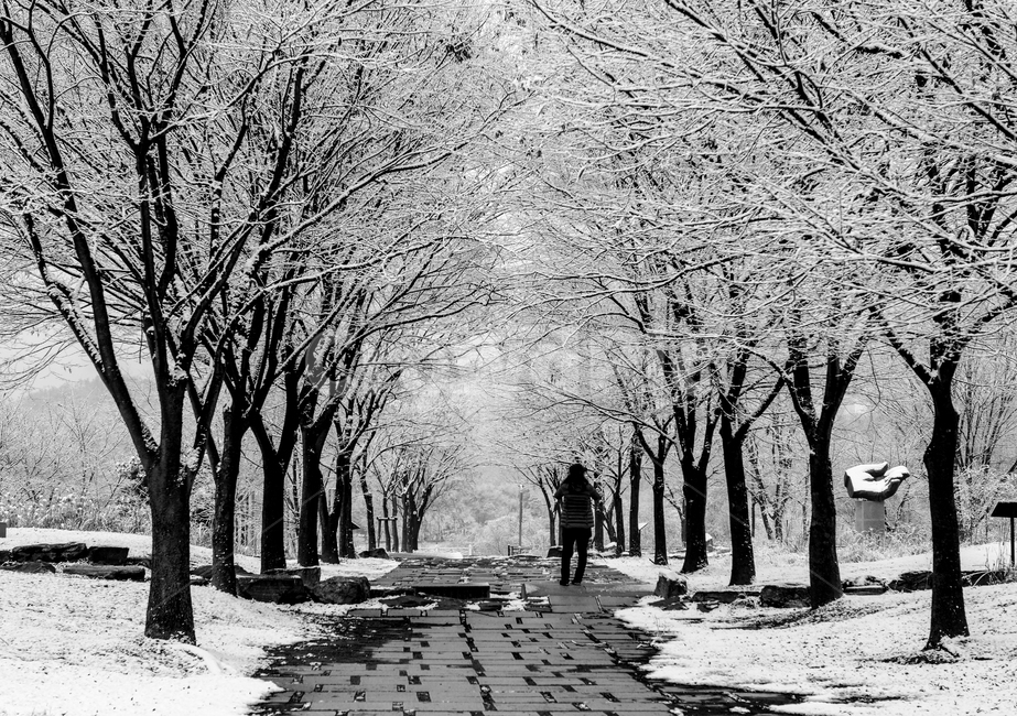 겨울,눈,나무,눈꽃,사람,여자,인간,길,겨울,계절,winter,season,자연,풍경,nature,landscape,사람,인물,인간,human,person,path,통로,walkway,보도,sidewalk,pavement,포장