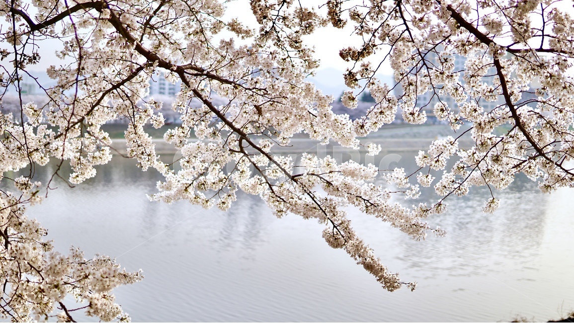 벚꽃,벚꽃엔딩,봄,아양교,금호강,지저동벚꽃터널,봄,계절,spring,season,식물,자연,plants,nature,꽃,flower,plant,blossom