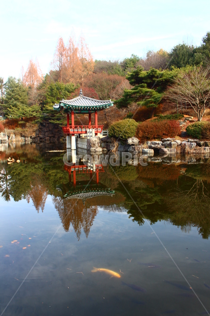 황금잉어,잉어,풍경,사각정,현충원,자연,풍경,nature,landscape,한국자연풍경,한국자연경관,korea nature landscape