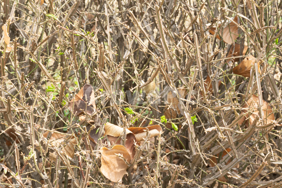 자연,배경,풍경,나뭇잎,낙엽,식물,자연,plants,nature