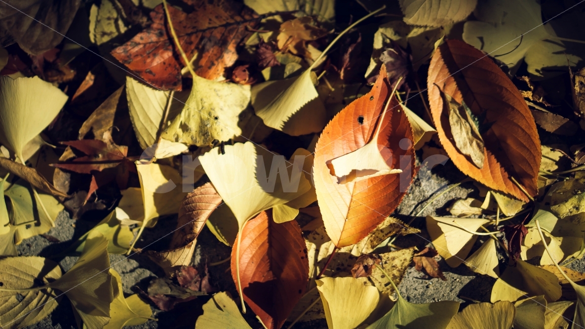 은행잎,가을,나뭇잎,낙엽,풀잎,배경,이미지,가을이미지,가을,계절,fall,autumn,season,식물,자연,plants,nature,감성,sensible,feeling,leaf,잎,plant,ground,바닥