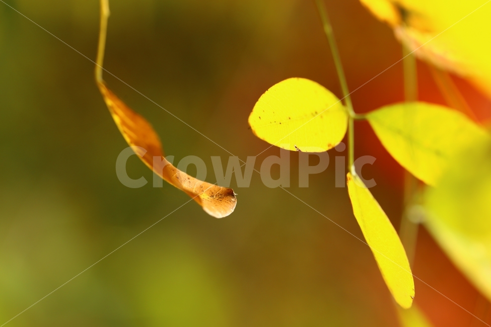 낙엽,빛,자연,나뭇잎,잎새,감성,가을,식물,자연,plants,nature,가을,계절,fall,autumn,season,leaf,잎,plant