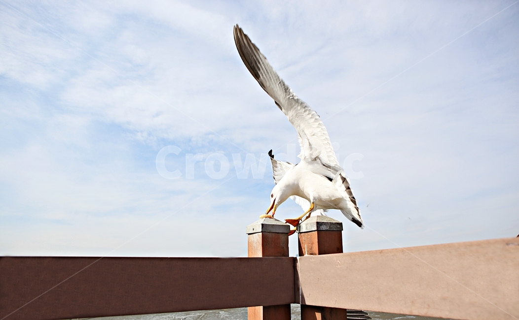 갈매기,조류,새,하늘,풍경,배경,자연,풍광,동물,animal,조류,새,birds