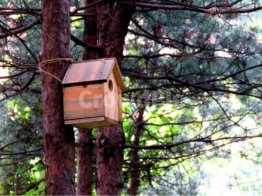 나무,산,풍경,새집,소나무,자연,풍경,nature,landscape,식물,plants,나무,trees,wood,letterbox,우편함,mailbox,사서함,tree,plant