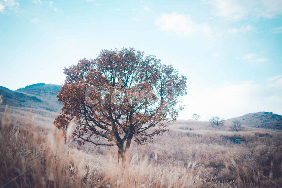tree,나무,plant,식물,treetrunk,나무줄기,자연,풍경,nature,landscape