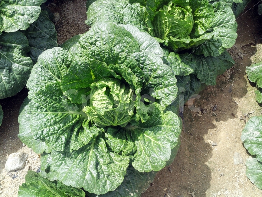 배추,배추밭,배추잎,잎,농사,음식,식재료,요리,food,cook,meal,dishes,food reserves,채소,야채,vegetables