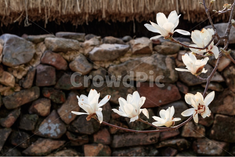 낙안민속마을,목련,돌담,초가집,봄,꽃,봄,계절,spring,season,식물,자연,plants,nature,꽃,flower,plant,blossom