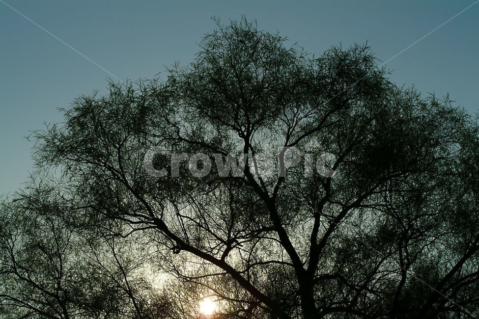 flare,플레어,light,tree,나무